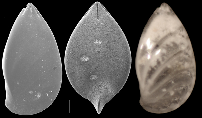 Saracenaria latifrons Saracenaria latifrons