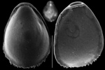 Seabrookia pellucida