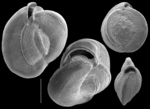 Sigmamiliolinella australis