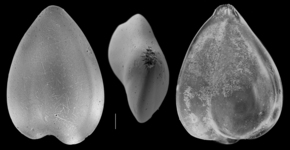 Sigmoidella elegantissima, author: Le Coze, François