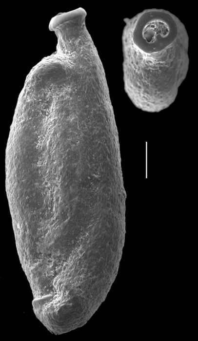 Sigmoilopsis elliptica Sigmoilopsis elliptica