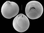 Sinuloculina lunata