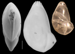Siphomarginulina angulosa