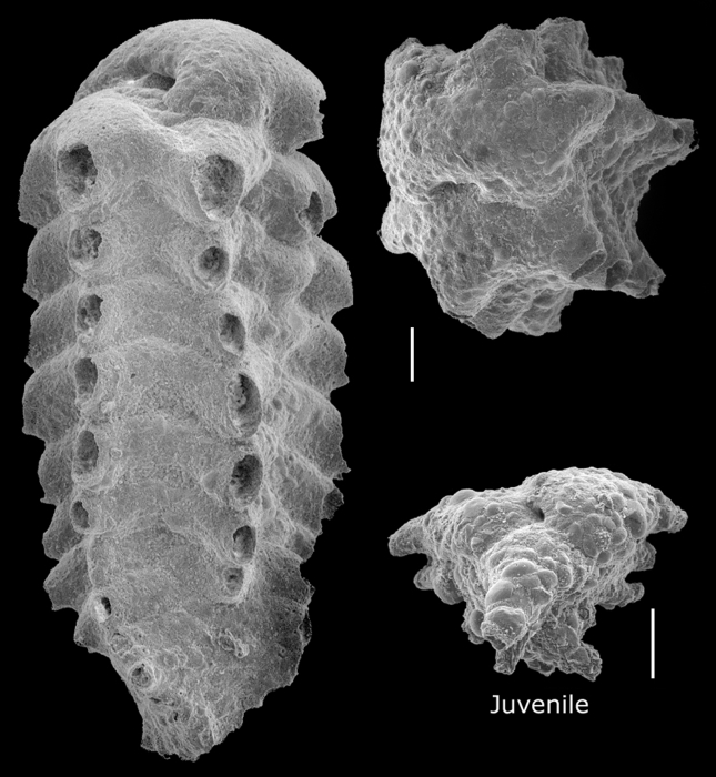 Siphoniferoides siphoniferus Siphoniferoides siphoniferus