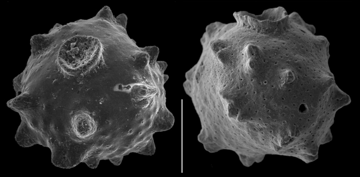 Siphoninoides echinatus Siphoninoides echinatus
