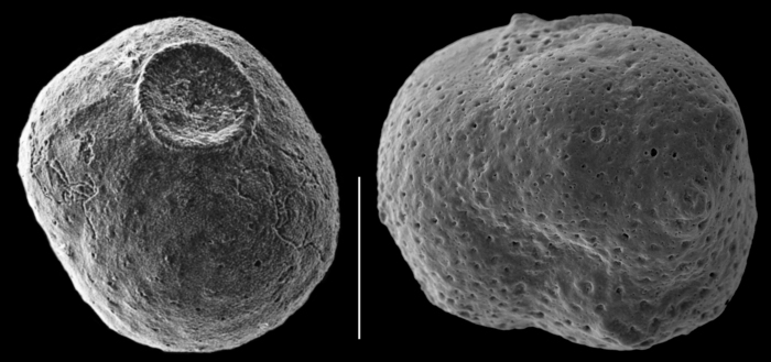Siphoninoides laevigatus Siphoninoides laevigatus