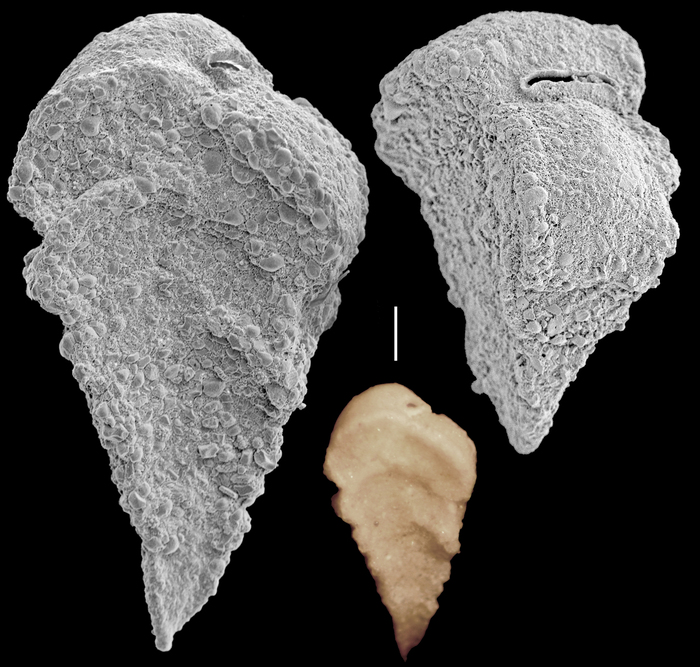Siphotextularia blacki Siphotextularia blacki