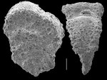 Siphotextularia crassisepta