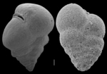 Siphotextularia flintii