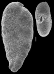 Siphotextularia heterostoma, author: Le Coze, François