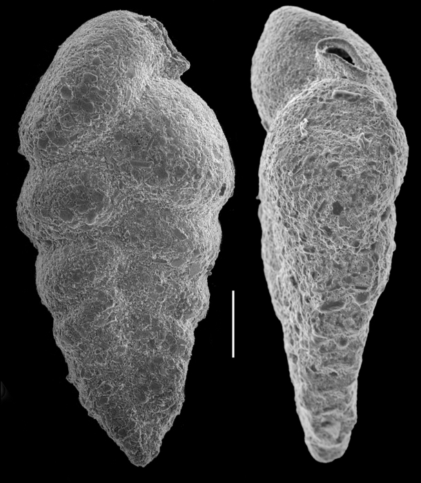 Siphotextularia mestayerae Siphotextularia mestayerae