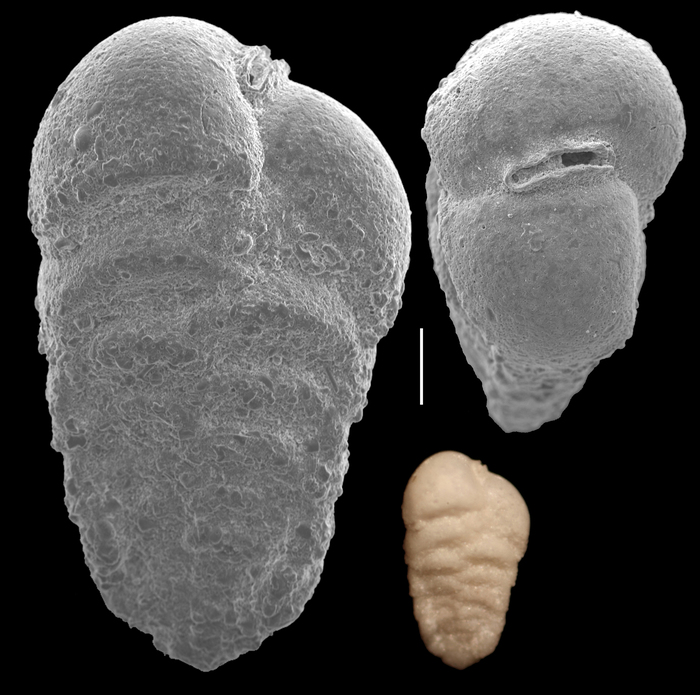 Siphotextularia pulchra Siphotextularia pulchra