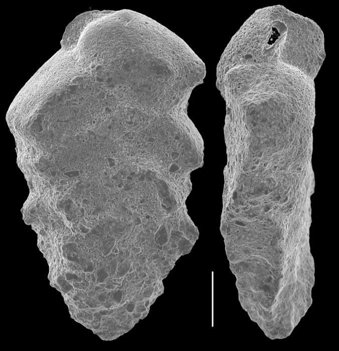 Siphotextularia subplanoides Siphotextularia subplanoides