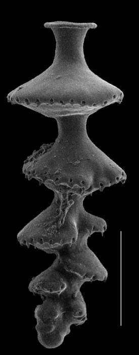 Siphouvigerina fimbriata Siphouvigerina fimbriata