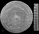 Sorites orbiculus