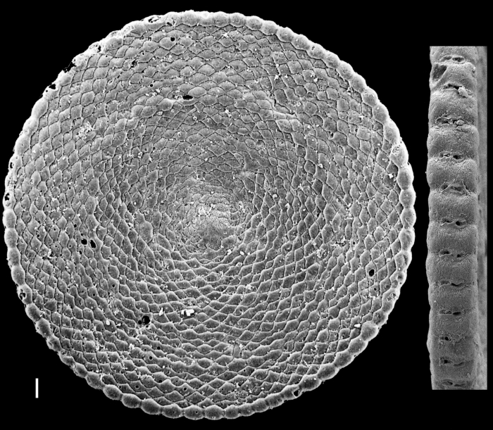 Sorites orbiculus Sorites orbiculus