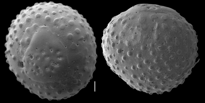 Sphaeridia papillata Sphaeridia papillata