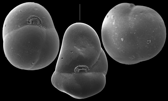 Sphaeroidina bulloides Sphaeroidina bulloides