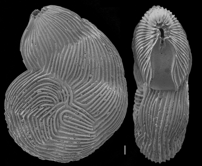 Spincterules compressus Spincterules compressus