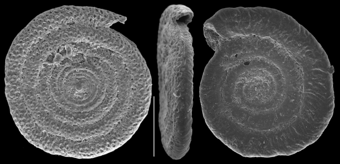 Spirillina grosseperforata Spirillina grosseperforata