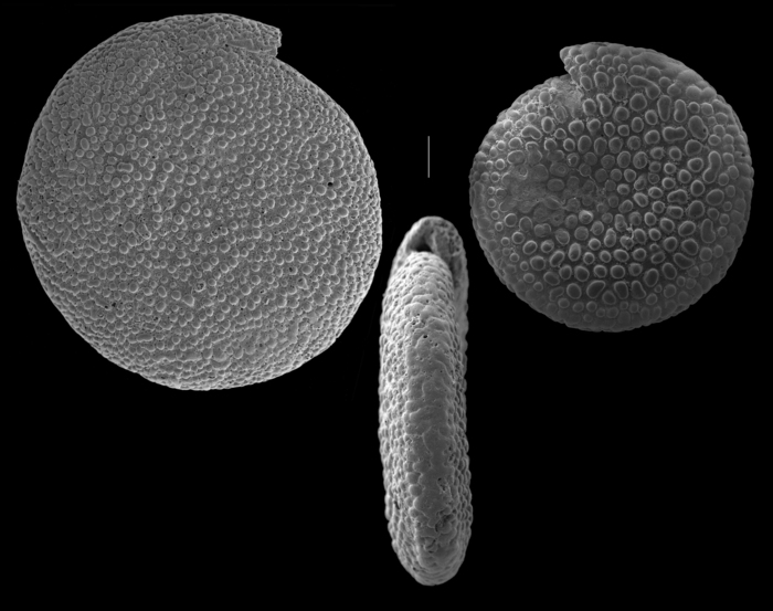 spirillina tuberculata spirillina tuberculata