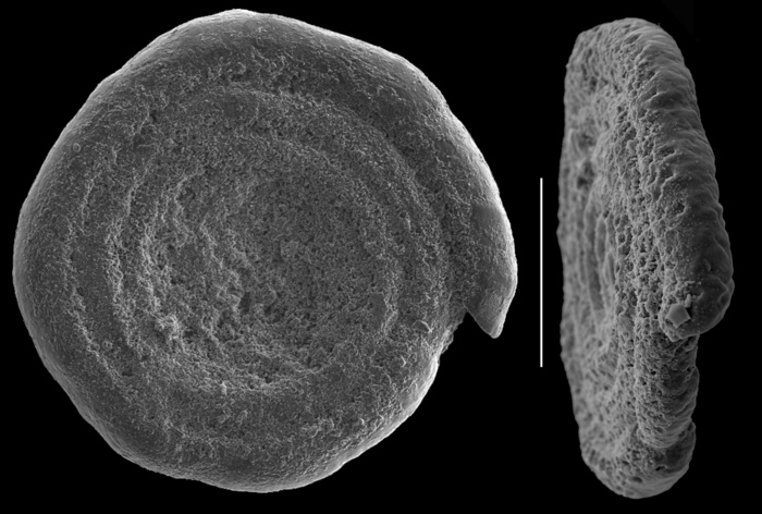 Spirillina vivipara Spirillina vivipara