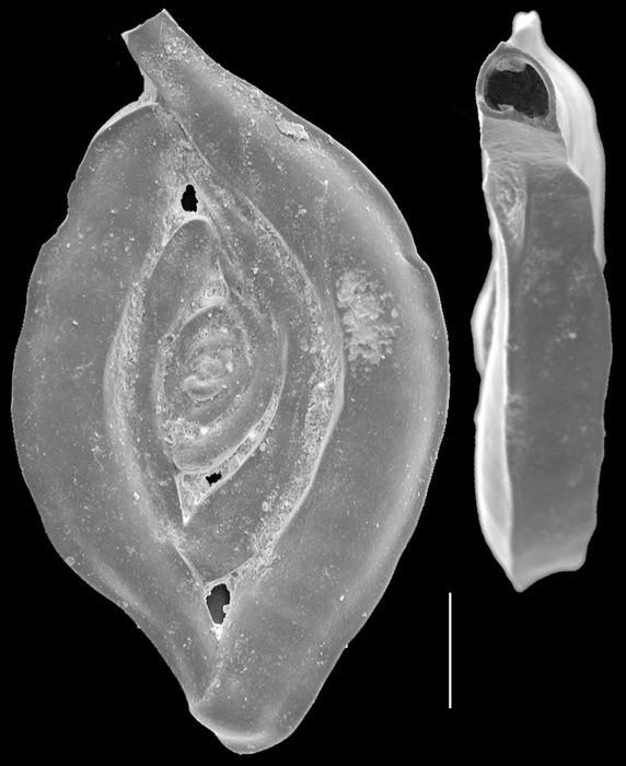 Spiroloculina acescata Spiroloculina acescata