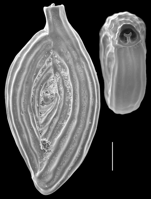 Spiroloculina antillarum Spiroloculina antillarum