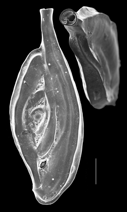 Spiroloculina caduca Spiroloculina caduca