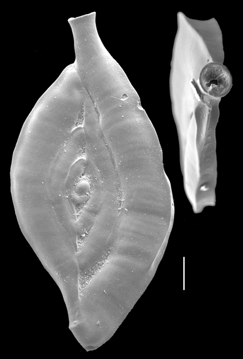 Spiroloculina clara Spiroloculina clara