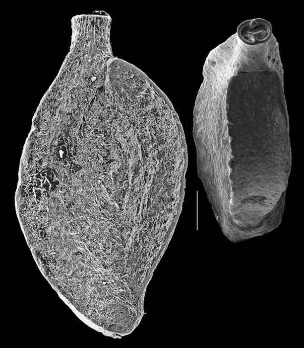 Spiroloculina communis Spiroloculina communis