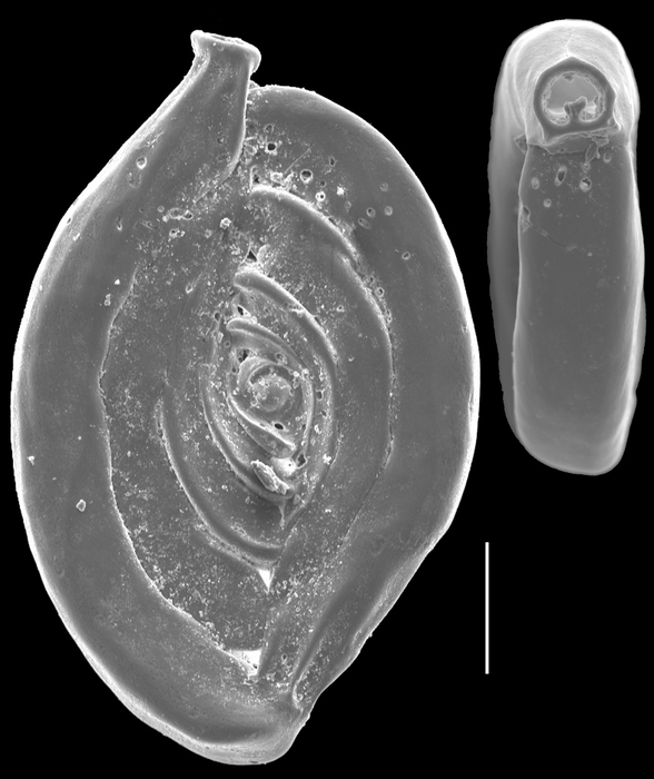 Spiroloculina depressa