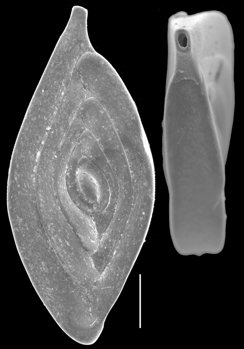 Spiroloculina elegantissima Spiroloculina elegantissima