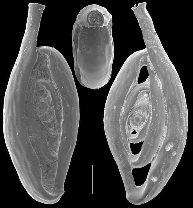 Spiroloculina fragilis Spiroloculina fragilis