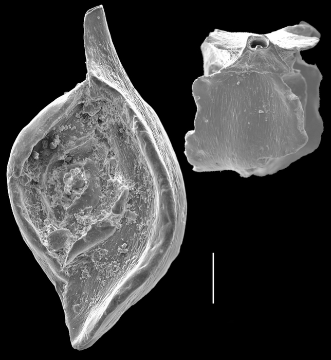 Spiroloculina mayori Spiroloculina mayori