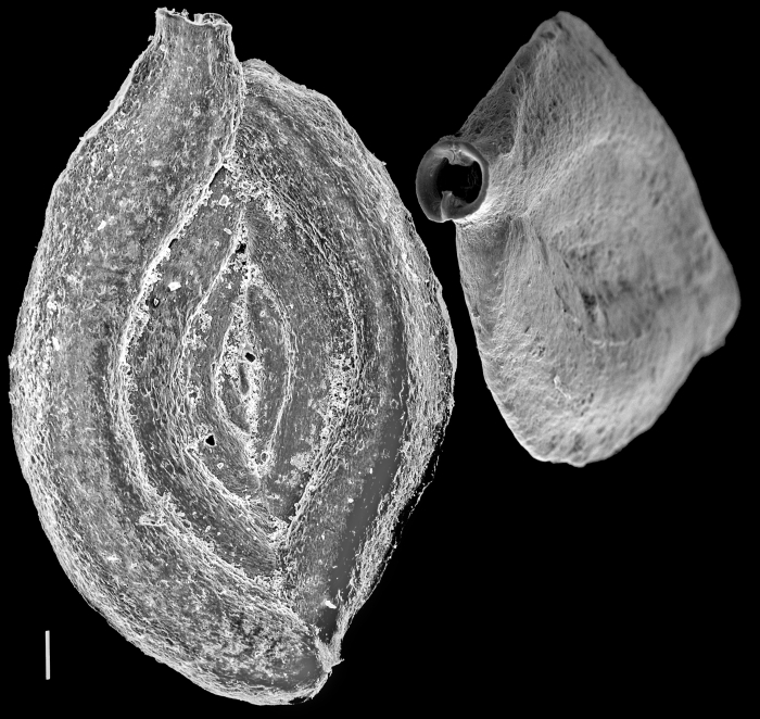 Spiroloculina nummiformis Spiroloculina nummiformis