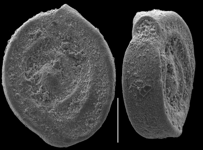 Spiroloculina regularis Spiroloculina regularis
