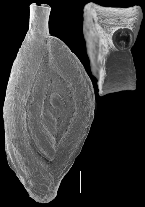Spiroloculina subimpressa Spiroloculina subimpressa