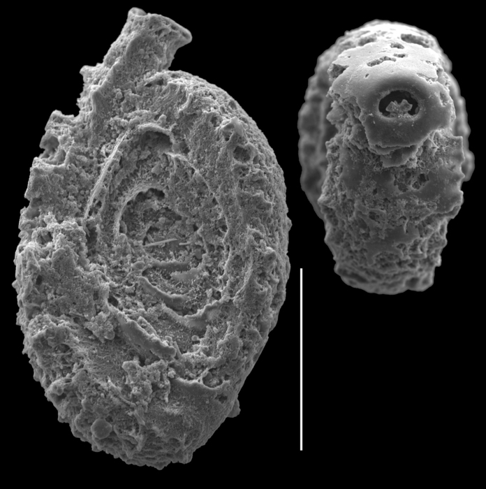 Spirophtalmidium scabrum Spirophtalmidium scabrum
