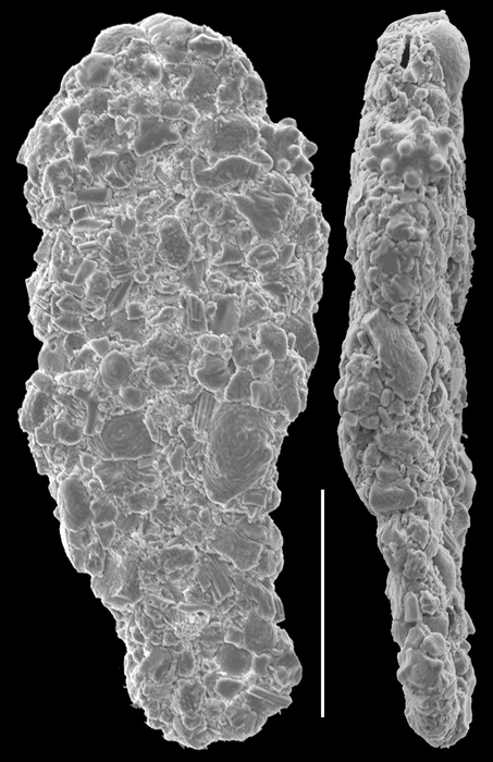 Spiroplectammina biformis Spiroplectammina biformis