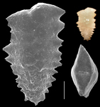 Spirotextularia floridana, author: Le Coze, François