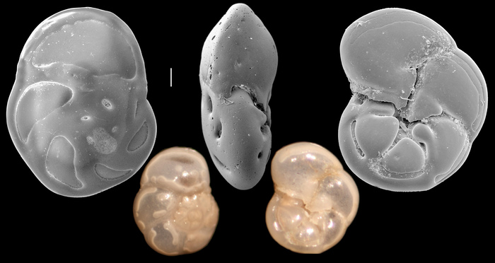 Stomatorbina concentrica Stomatorbina concentrica