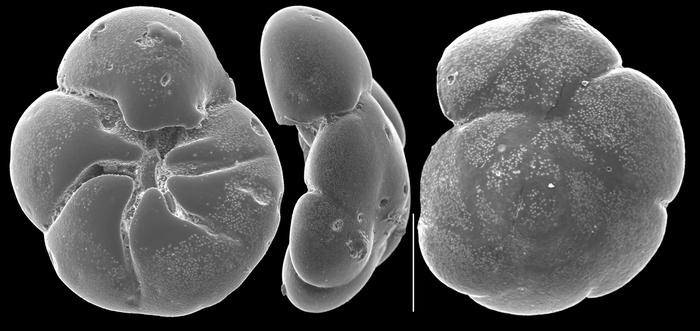 strebloides advenus strebloides advenus
