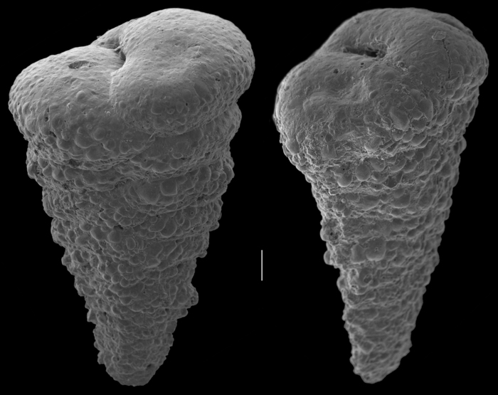 Textularia calva Textularia calva