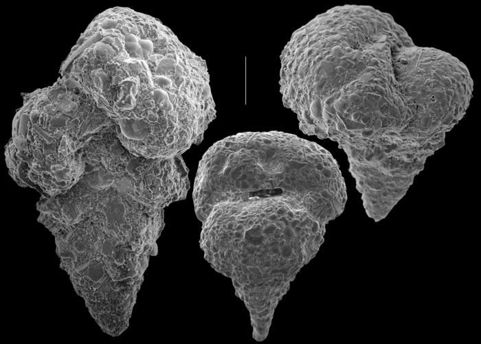 Textularia candeiana Textularia candeiana