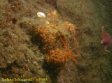 Pantopoda 2, author: Stefano Schiaparelli