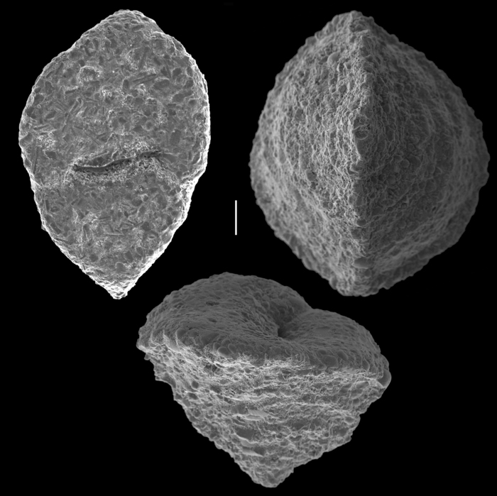 Textularia conica Textularia conica