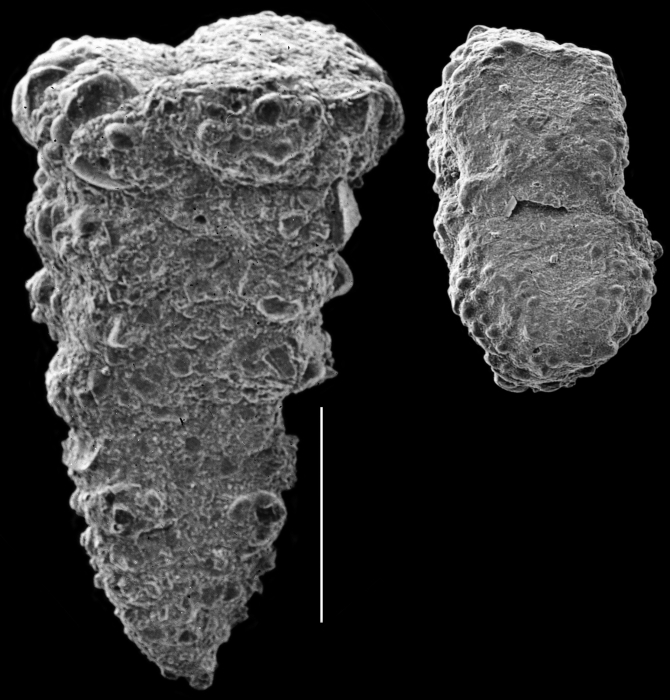 Textularia cushmani Textularia cushmani