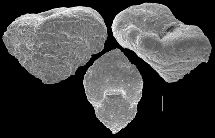 Textularia dupla Textularia dupla
