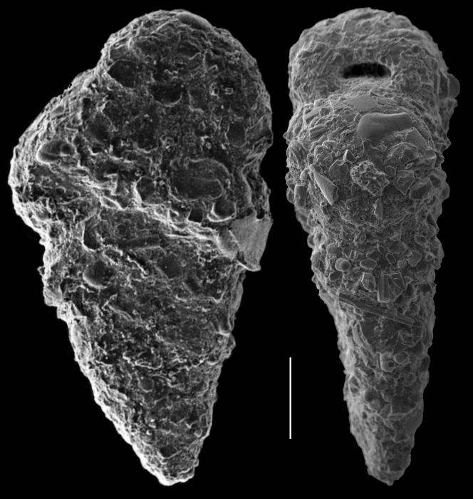 Textularia foliacea Textularia foliacea